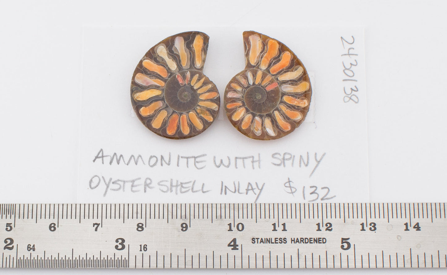 Ammonite