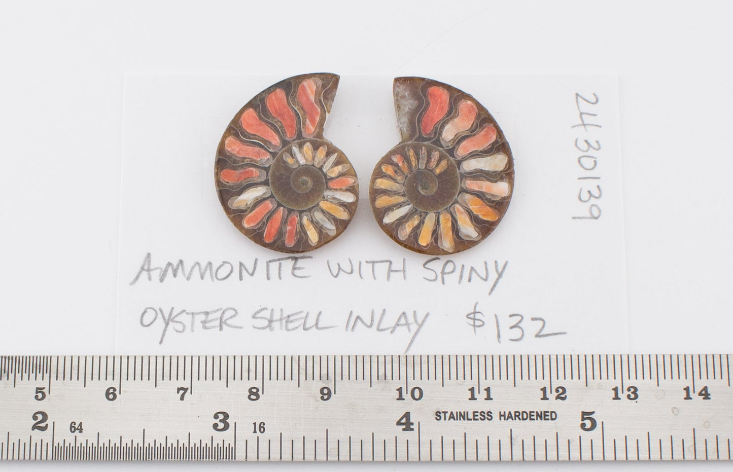 Ammonite