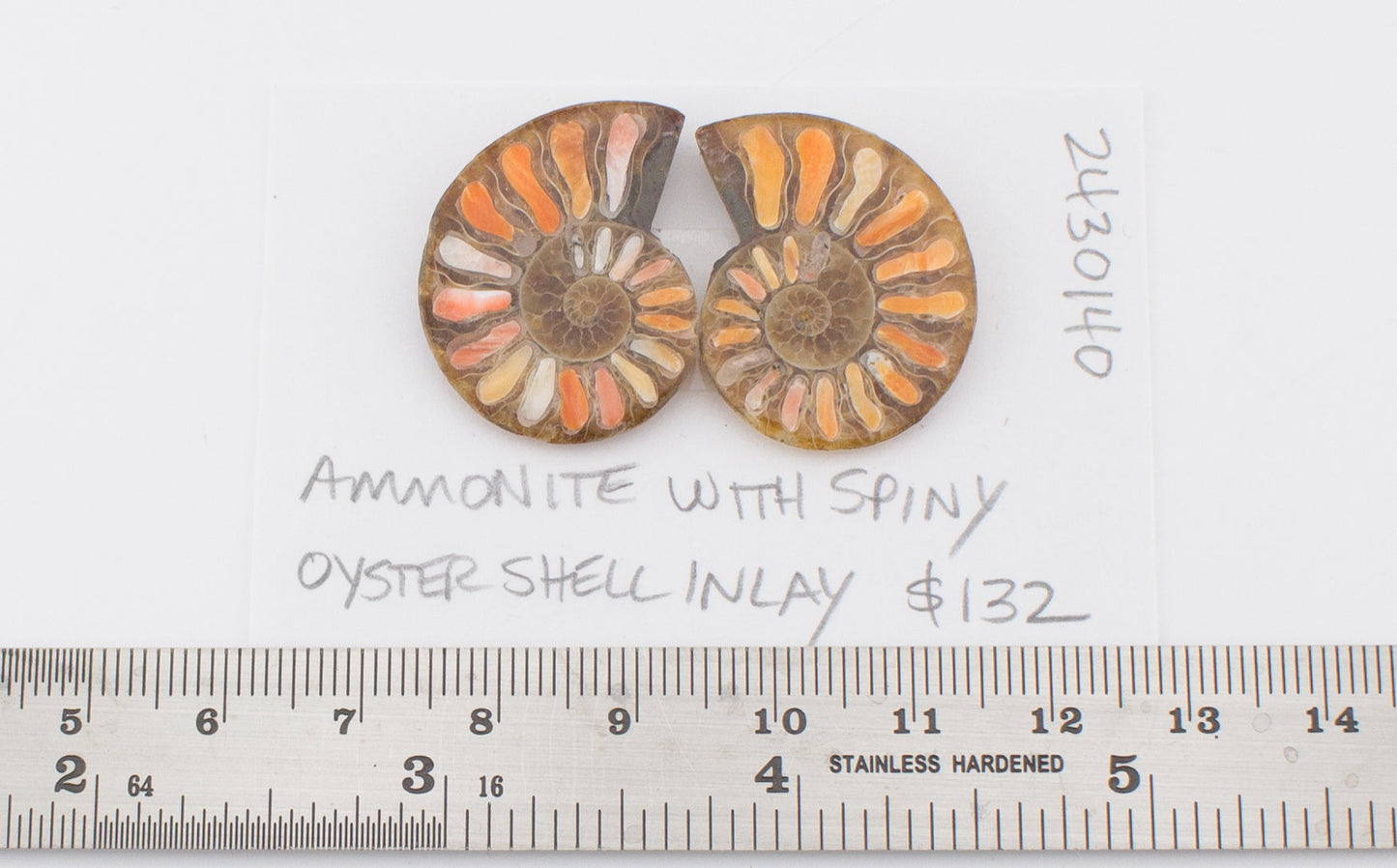 Ammonite