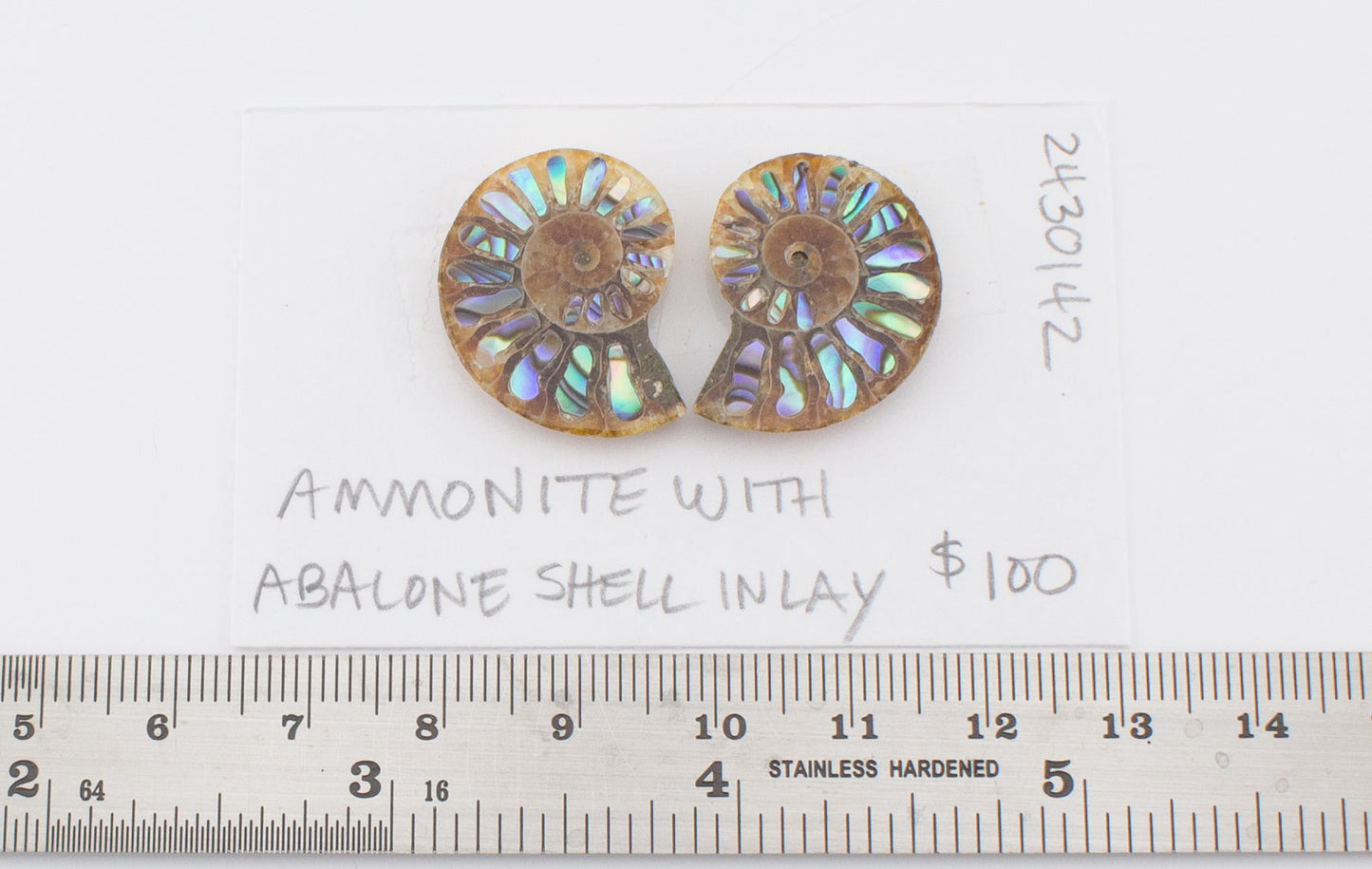 Ammonite