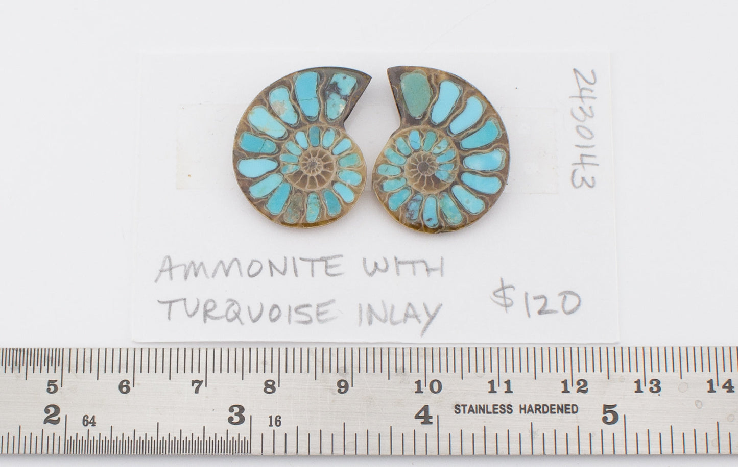 Ammonite