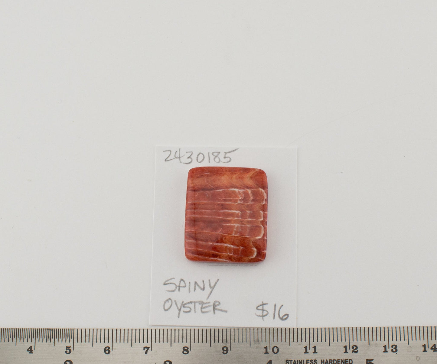 Spiney Oyster