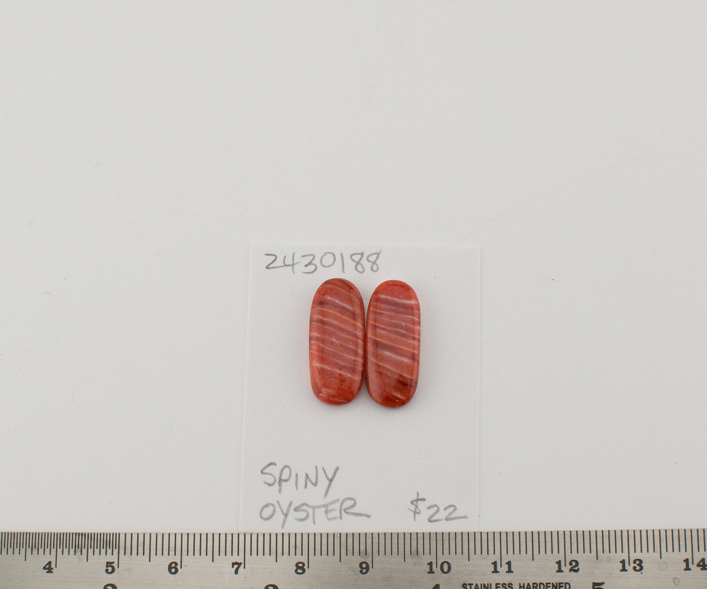 Spiney Oyster