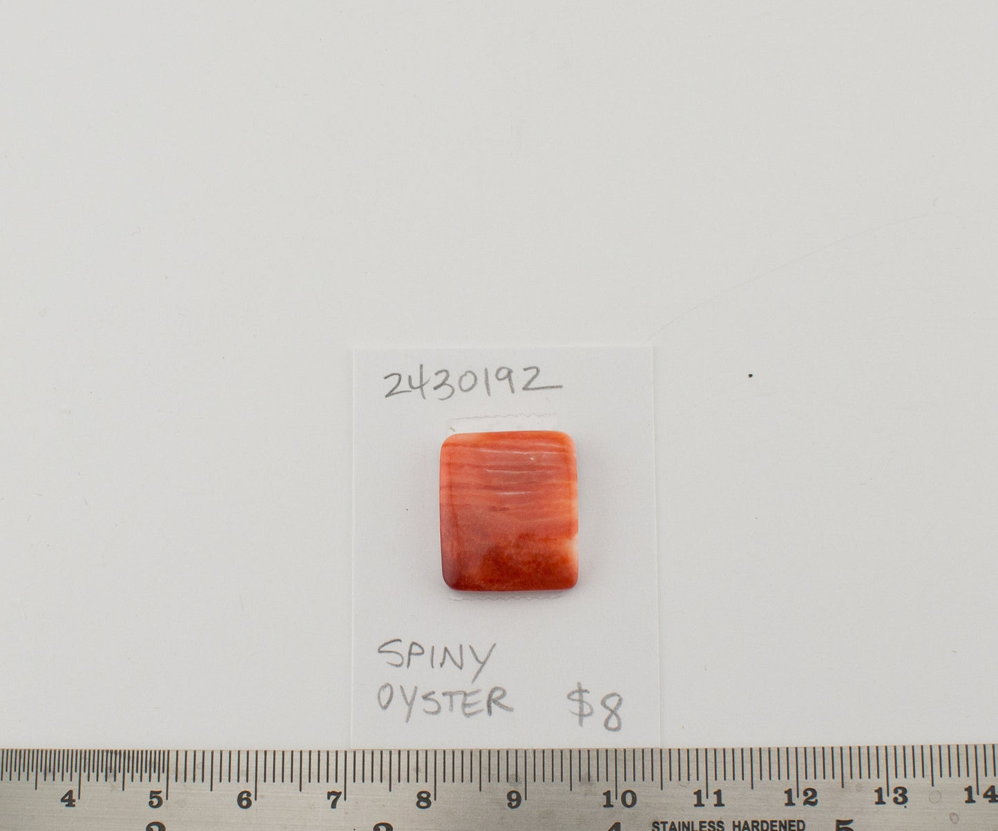 Spiney Oyster