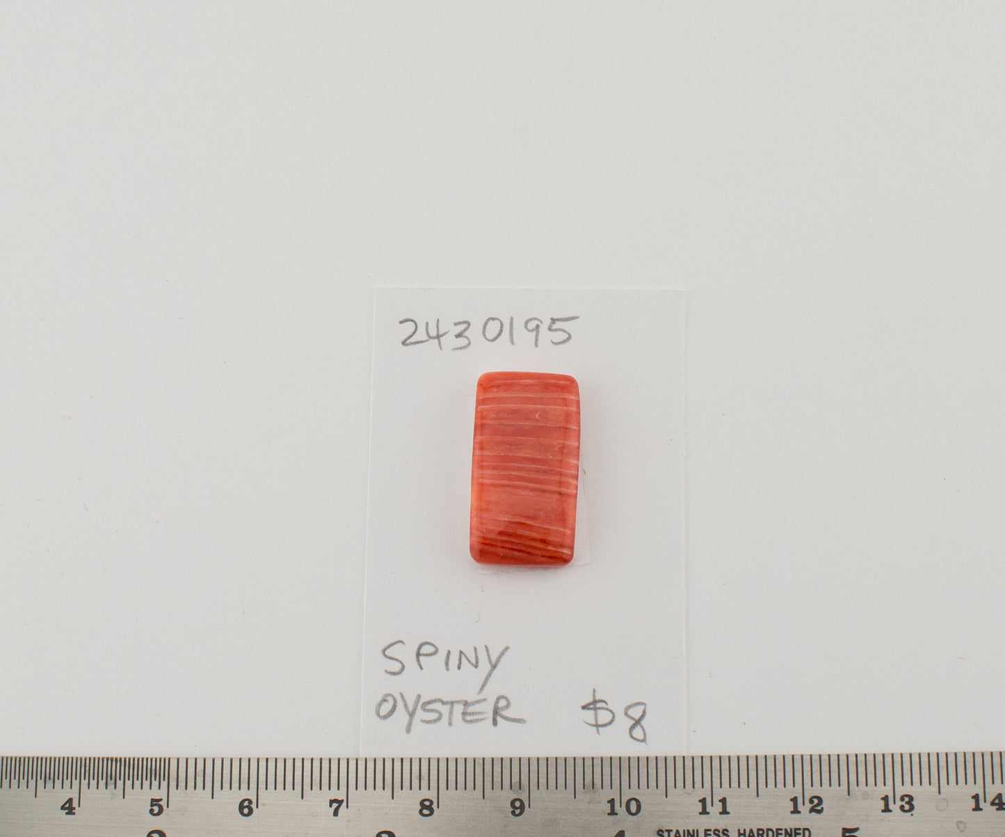 Spiney Oyster
