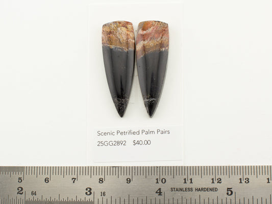 Scenic Petrified Palm Pairs