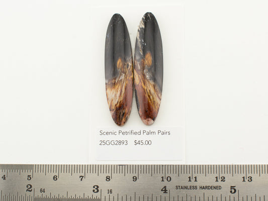 Scenic Petrified Palm Pairs