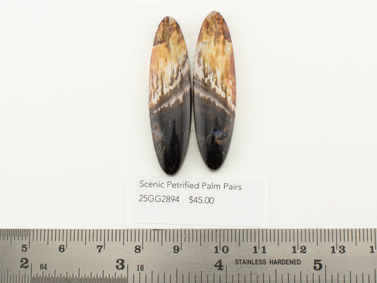 Scenic Petrified Palm Pairs