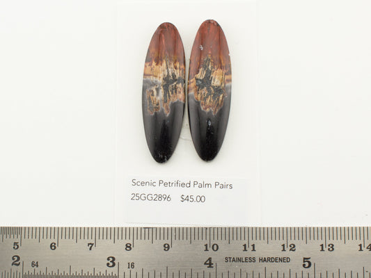Scenic Petrified Palm Pairs