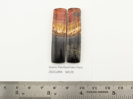Scenic Petrified Palm Pairs