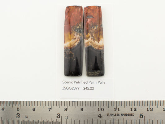 Scenic Petrified Palm Pairs