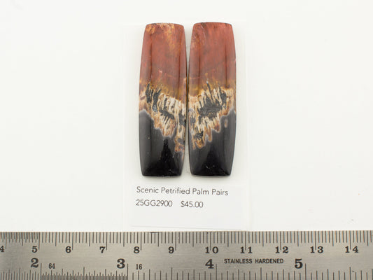 Scenic Petrified Palm Pairs