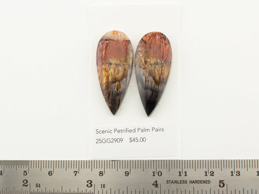 Scenic Petrified Palm Pairs