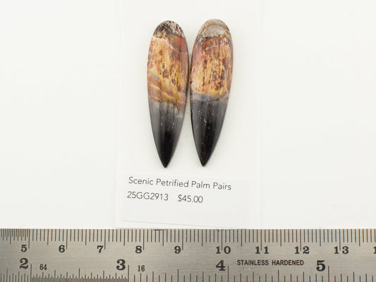 Scenic Petrified Palm Pairs