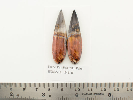 Scenic Petrified Palm Pairs