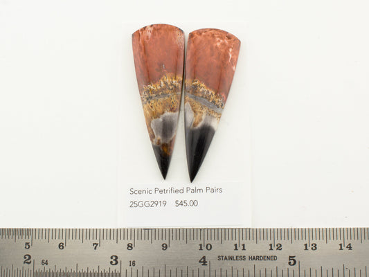 Scenic Petrified Palm Pairs