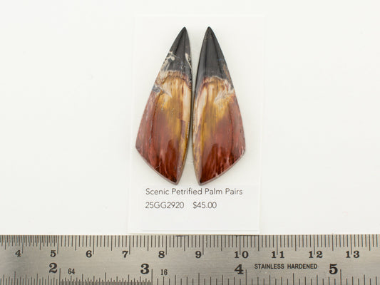 Scenic Petrified Palm Pairs