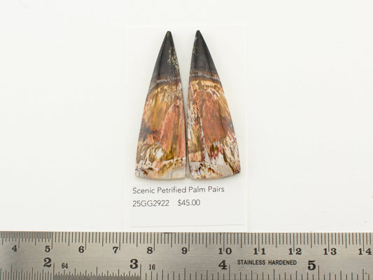 Scenic Petrified Palm Pairs