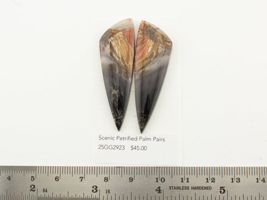Scenic Petrified Palm Pairs