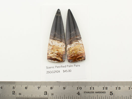 Scenic Petrified Palm Pairs