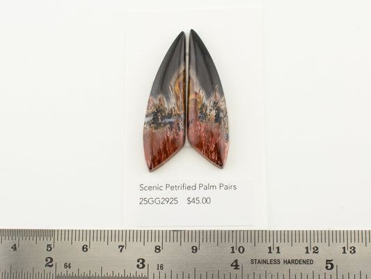 Scenic Petrified Palm Pairs