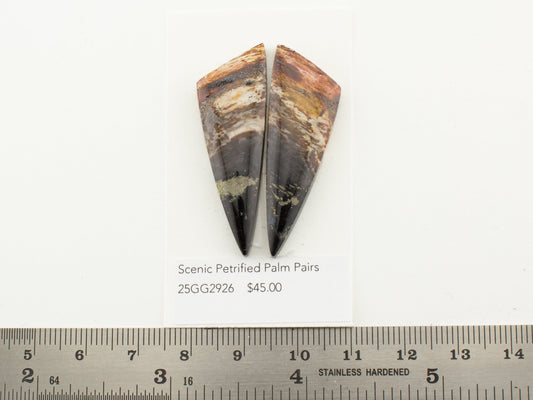 Scenic Petrified Palm Pairs