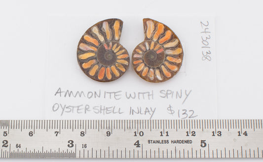 Ammonite