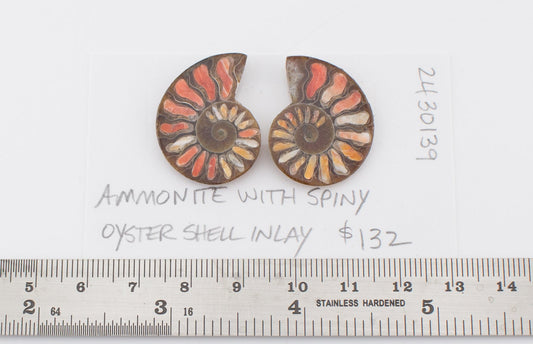 Ammonite