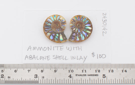 Ammonite