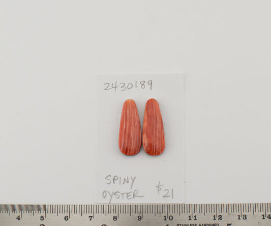Spiney Oyster
