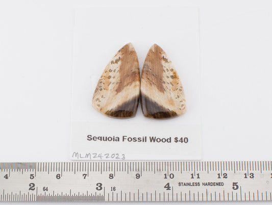 Sequoia Fossil Wood