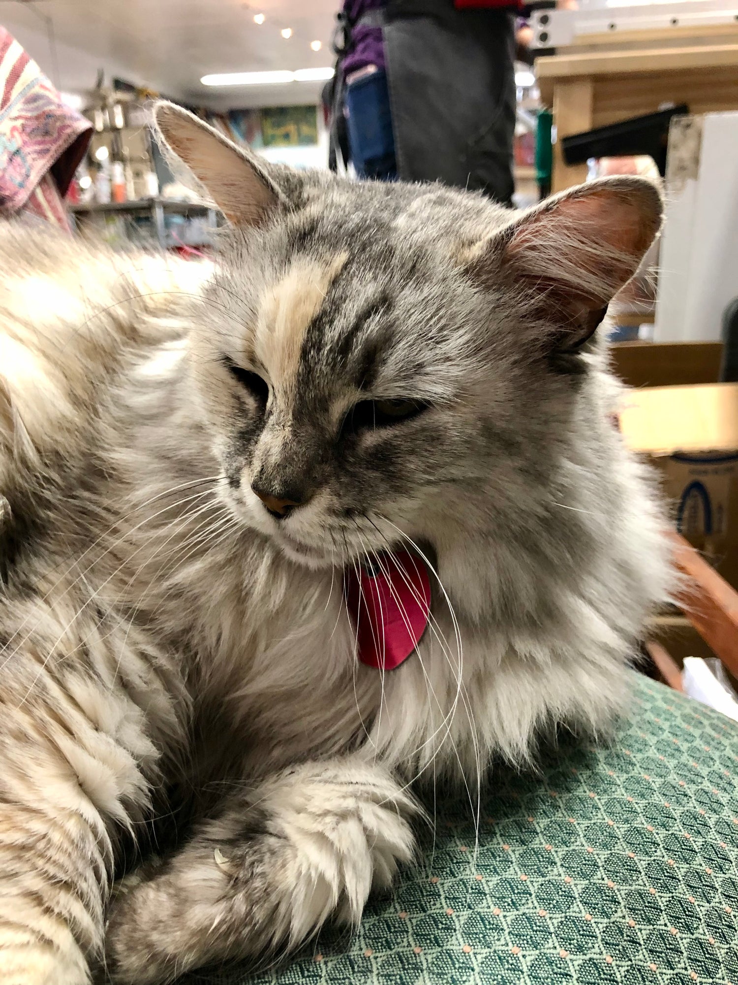 Sterling, the studio cat